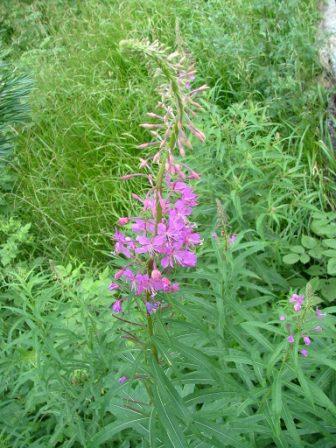 Valle di Gressoney - Chamaenerion fleischeri (ex Epilobium fleischeri)